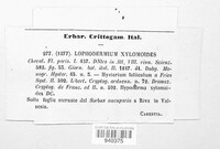 Lophodermium foliicola image